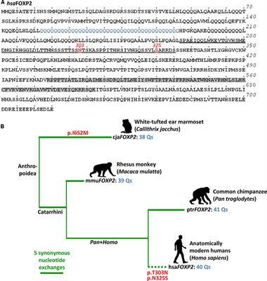 The FOXP2-Driven Network in Developmental Disorders and Neurodegeneration